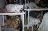 Bunks 1
